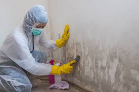 Mold Documentation for Insurance Claims in Sunrise Manor, NV